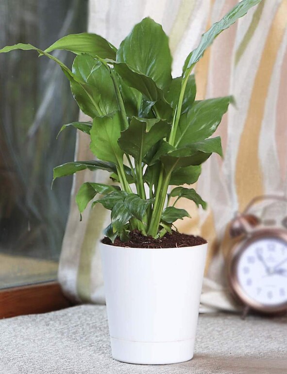 Peace Lily Plant With Self Watering Pot (Spathiphyllum Sensation)
